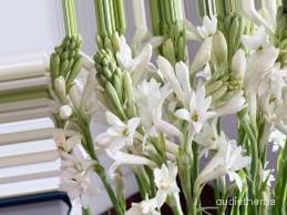 augmented_Polianthes tuberosa flower2_0_5269.jpeg